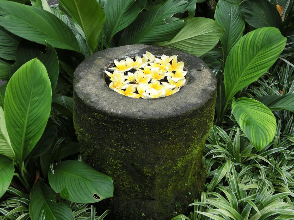 Latugu Homestay Ubud Zewnętrze zdjęcie